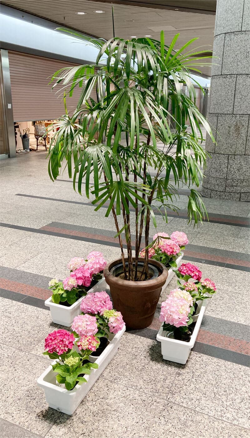 公共空間やオフィスの植物・季節のお花飾り