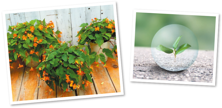 フラワーサイクル